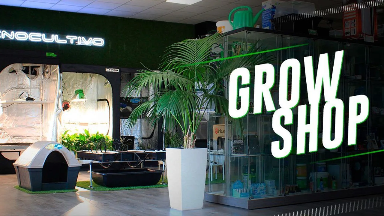 Intervenidos más de 300 paquetes con hachís y cogollos de marihuana en un “grow shop” de Villareal