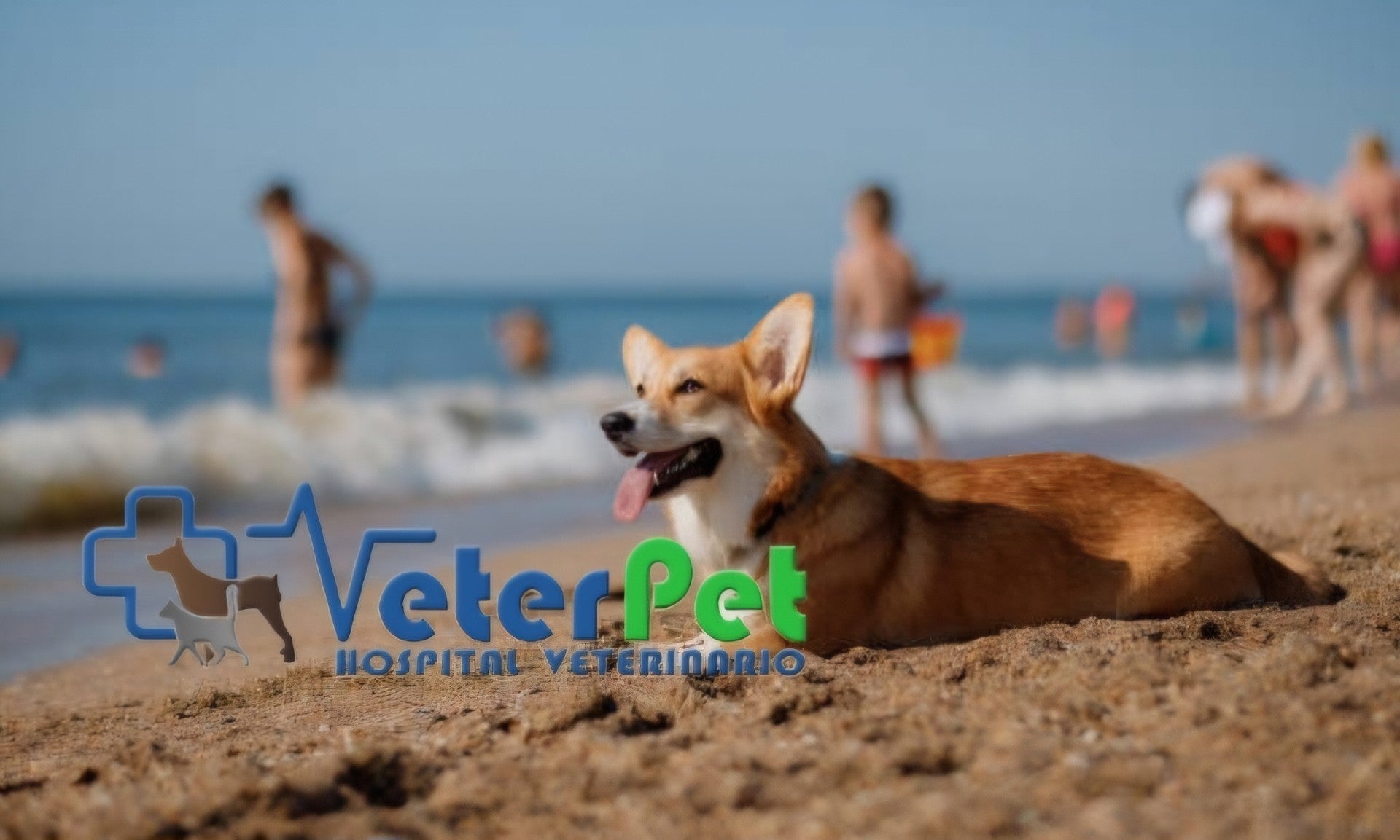 Razas de perro a los que les encanta el agua y los que huyen de playa y piscina, con el adiestrador Ángel Osuna Razas de perro a los que les encanta el agua y los que huyen de playa y piscina, con el adiestrador Ángel Osuna