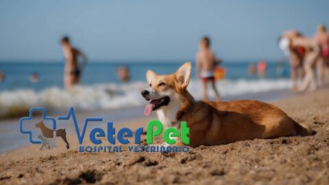 Razas de perro a los que les encanta el agua y los que huyen de playa y piscina, con el adiestrador &Aacute;ngel Osuna