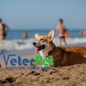 Razas de perro a los que les encanta el agua y los que huyen de playa y piscina, con el adiestrador Ángel Osuna