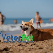 Razas de perro a los que les encanta el agua y los que huyen de playa y piscina, con el adiestrador Ángel Osuna Razas de perro a los que les encanta el agua y los que huyen de playa y piscina, con el adiestrador Ángel Osuna