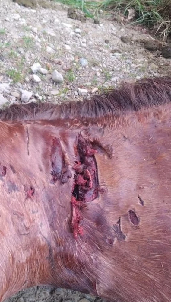 El oso dio muerte al animal a base de zarpazos. El oso dio muerte al animal a base de zarpazos.