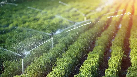 Imagen de un regadío Imagen de un regadío