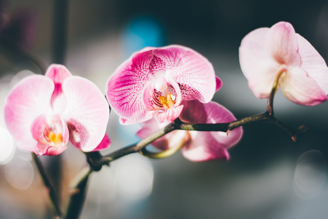 Las orquídeas: variedades y cuidado de estas delicadas plantas Las orquídeas: variedades y cuidado de estas delicadas plantas