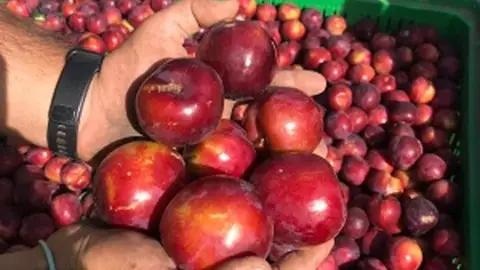 UPA-UCE alerta de que la "dejadez" de la Consejería de Agricultura "poniendo en peligro las inversiones de las OPFH" UPA-UCE alerta de que la "dejadez" de la Consejería de Agricultura "poniendo en peligro las inversiones de las OPFH"