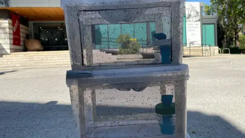 Jaulas con machos estériles de mosquito tigre suelta