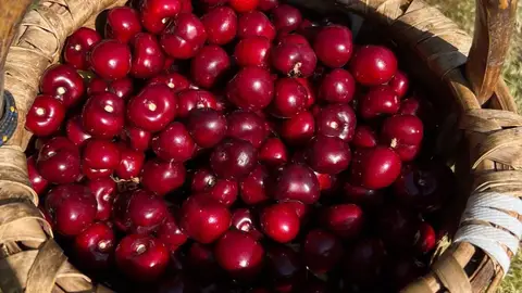 Arranca la certificación de las primeras picotas D.O.P Cereza del Jerte de la temporada Arranca la certificación de las primeras picotas D.O.P Cereza del Jerte de la temporada