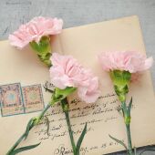 Cartas