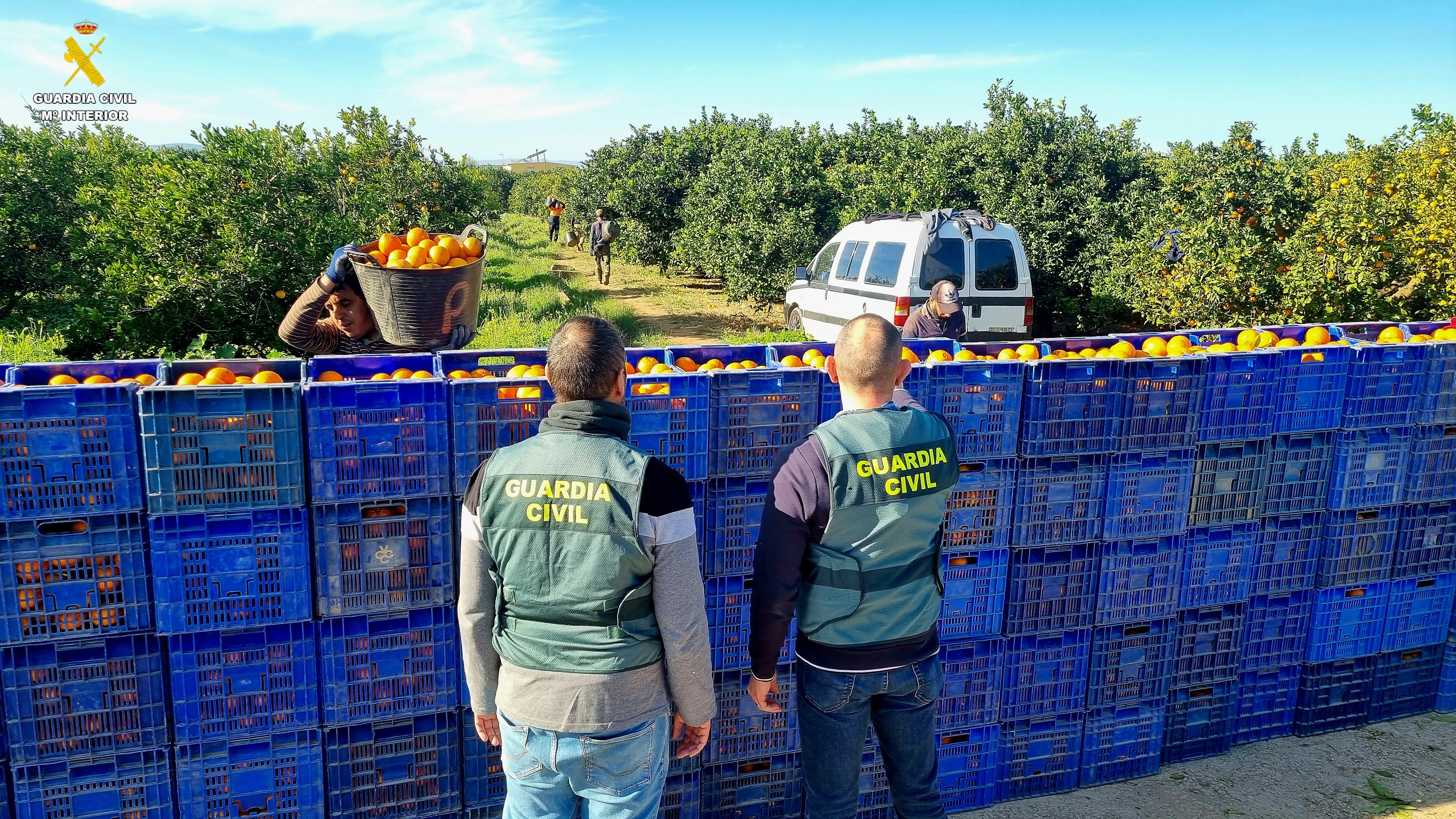 La Guardia Civil detiene a dos personas por la sustracción de diez toneladas de naranja en Onda La Guardia Civil detiene a dos personas por la sustracción de diez toneladas de naranja en Onda