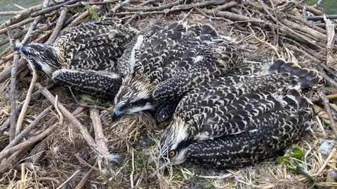 Anillada la tercera generación de águilas pescadoras en la Bahía de Santander Anillada la tercera generación de águilas pescadoras en la Bahía de Santander