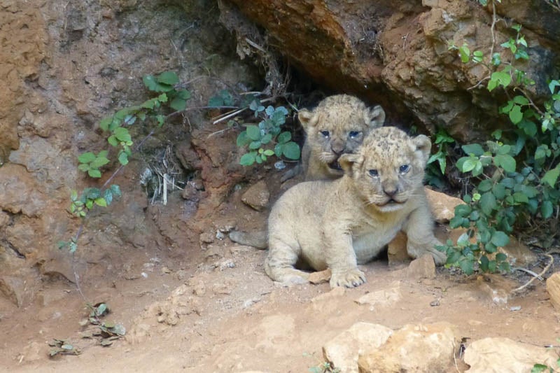 Nacen dos leones en el exterior de su recinto en el Parque de Cabárceno Nacen dos leones en el exterior de su recinto en el Parque de Cabárceno