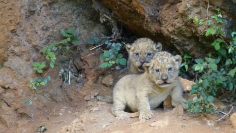 Dos leones nacen en el exterior de su recinto en el Parque de la Naturaleza de Cabárceno