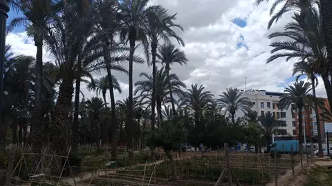 Huerto de la cuerna de Elche. Huerto de la cuerna de Elche.