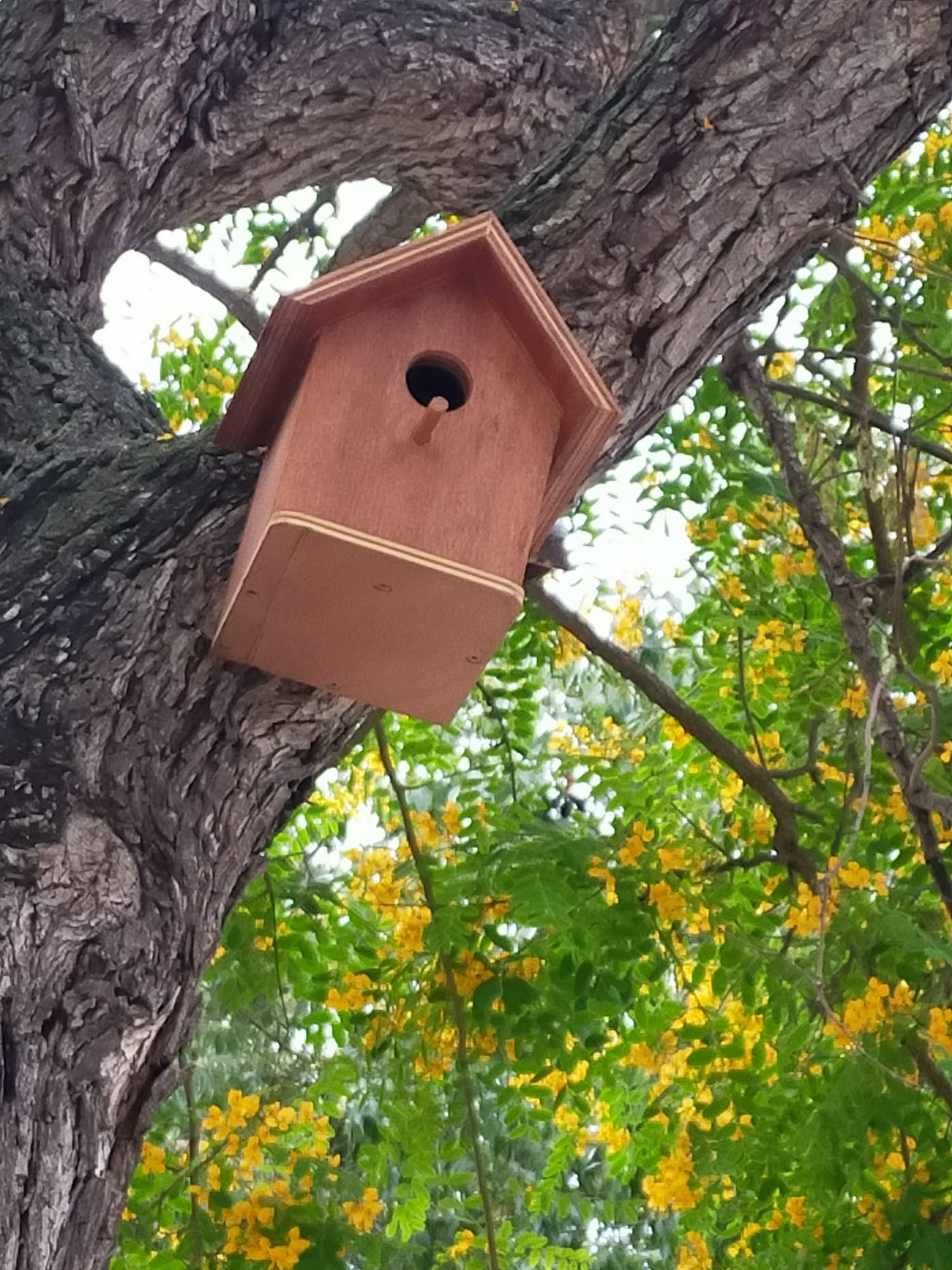 El Ayuntamiento de Puerto Real instala 'casitas' para pájaros en los centros educativos El Ayuntamiento de Puerto Real instala 'casitas' para pájaros en los centros educativos