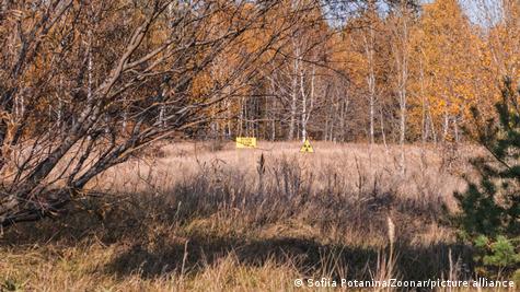 Cómo afecta la radiación a la biodiversidad Cómo afecta la radiación a la biodiversidad