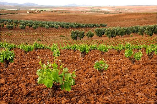 Labradores y ganaderos de Almendralejo piden que los fondos europeos del regadío redunden en beneficio de la zona Labradores y ganaderos de Almendralejo piden que los fondos europeos del regadío redunden en beneficio de la zona