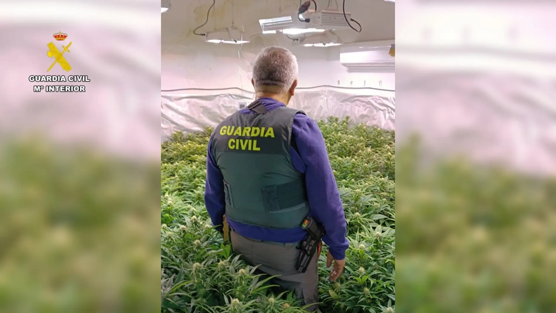 Un agente de la Guardia Civil en la plantación de marihuana desmantelada en Villena. 