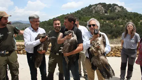 Medio Ambiente participa en la suelta de tres crías de quebrantahuesos en la Tinença de Benifassà Medio Ambiente participa en la suelta de tres crías de quebrantahuesos en la Tinença de Benifassà