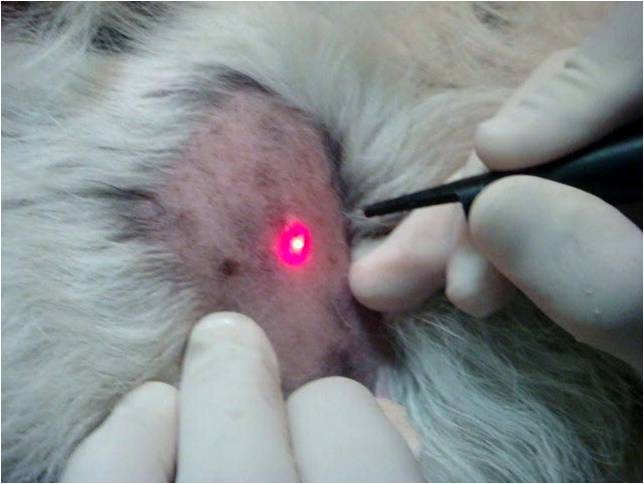 Veterinario de Cabecera 11/06/2024 (Laserterapia en perros y gatos) Veterinario de Cabecera 11/06/2024 (Laserterapia en perros y gatos)