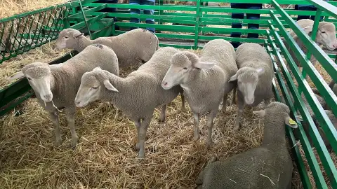 La CNMC investiga a la Lonja Agropecuaria de Extremadura por recomendaciones de precios de la lana y otros productos La CNMC investiga a la Lonja Agropecuaria de Extremadura por recomendaciones de precios de la lana y otros productos