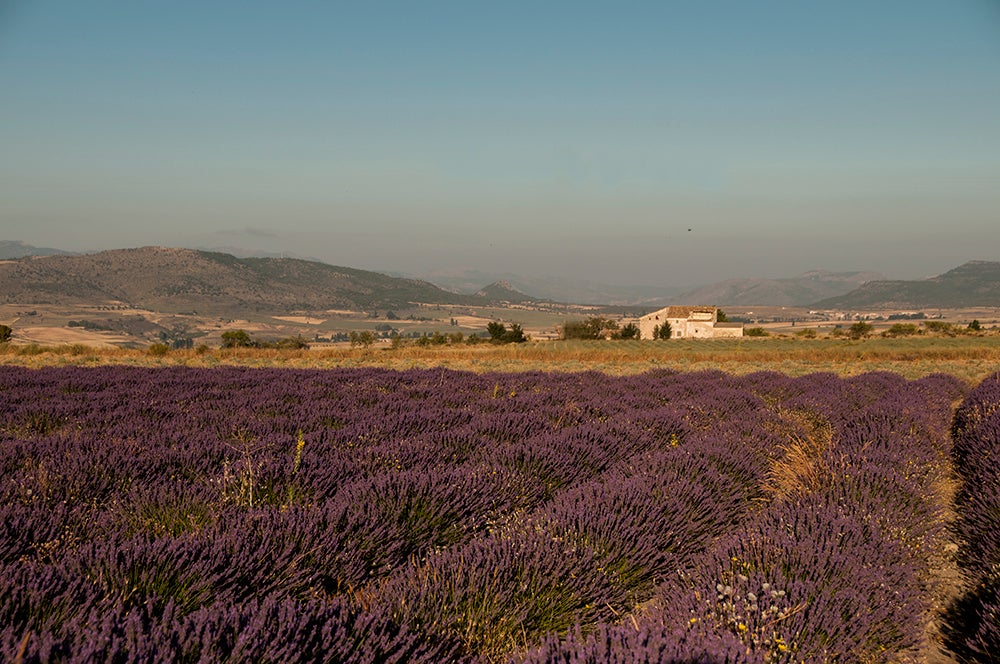 Te presentamos el festival de la floración de la lavanda ‘Lalavand’ en Moratalla (Murcia) Te presentamos el festival de la floración de la lavanda ‘Lalavand’ en Moratalla (Murcia)