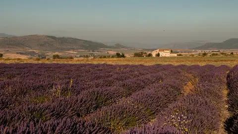 Floración de la lavanda, Moratalla (Murcia) Floración de la lavanda, Moratalla (Murcia)