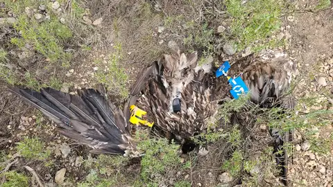 Muere por primera vez en España un quebrantahuesos golpeado por un aerogenerador entre Castellón y Teruel, según una ONG Muere por primera vez en España un quebrantahuesos golpeado por un aerogenerador entre Castellón y Teruel, según una ONG