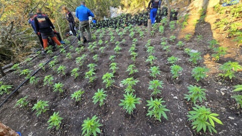 Els Mossos desmantellen dues plantacions de marihuana amb 4.900 plantes a les Muntanyes de Prades