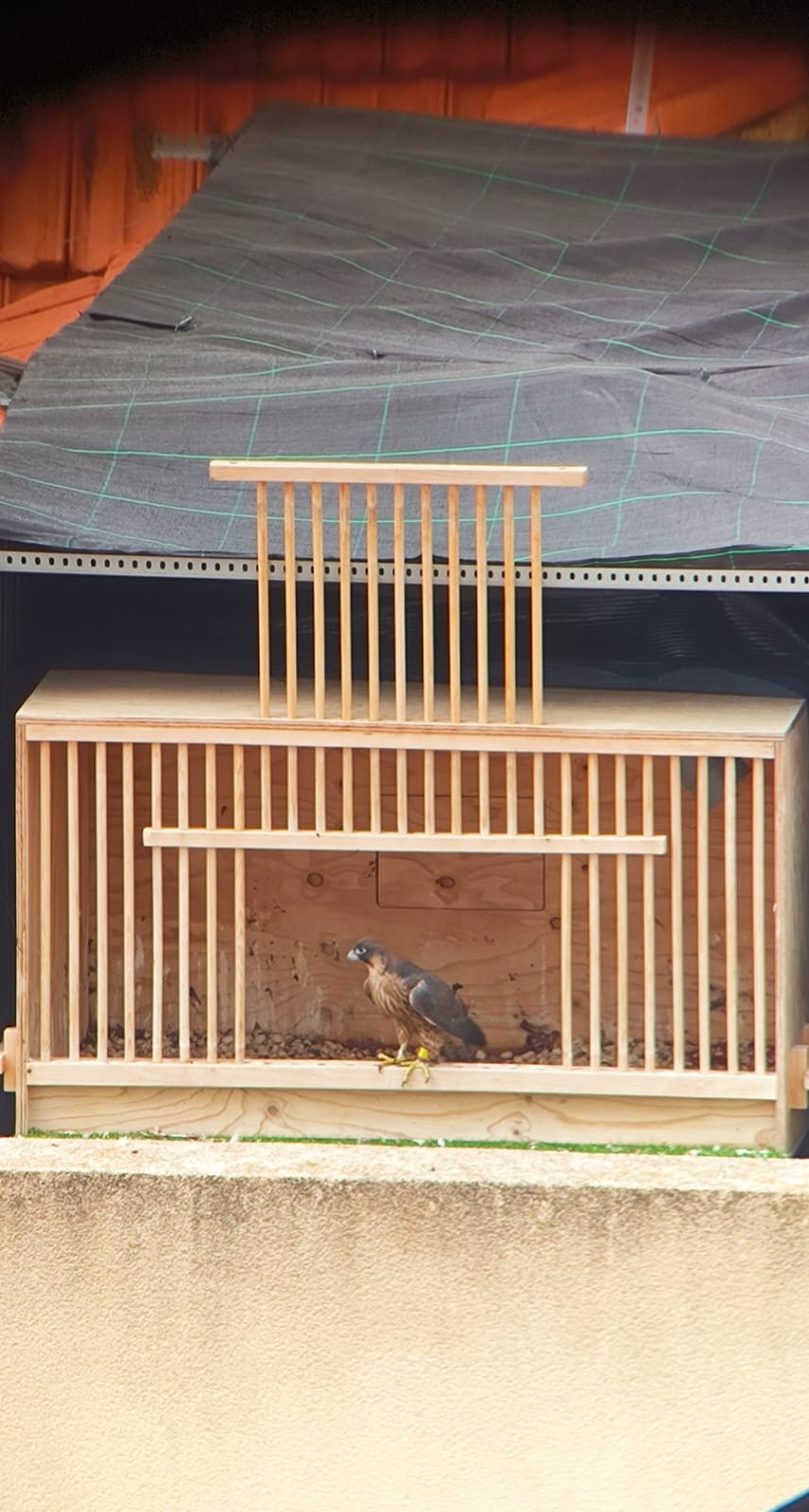 Nuevos halcones controlan la población de palomas en el casco urbano de Murcia Nuevos halcones controlan la población de palomas en el casco urbano de Murcia