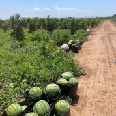 Campo de sandías robado