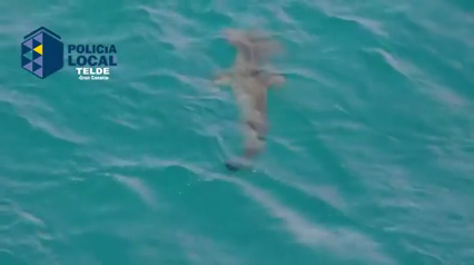 Tiburón a la vista: cerradas tres playas de Gran Canaria Tiburón a la vista: cerradas tres playas de Gran Canaria