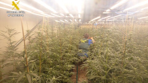 Plantación de marihuana en Favara