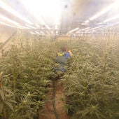 Plantación de marihuana en Favara