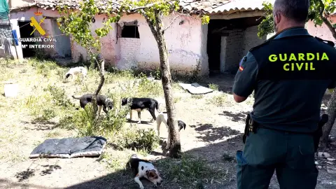Dos detenidos por maltrato animal y estafa que regentaban una falsa protectora en Zamora y Sevilla Dos detenidos por maltrato animal y estafa que regentaban una falsa protectora en Zamora y Sevilla