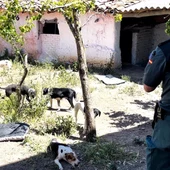 Dos detenidos por maltrato animal y estafa que regentaban una falsa protectora en Zamora y Sevilla Dos detenidos por maltrato animal y estafa que regentaban una falsa protectora en Zamora y Sevilla