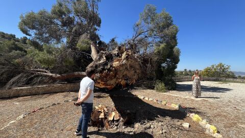 El pino Ferrusa de Petrer tras el desplome que ha sufrido.