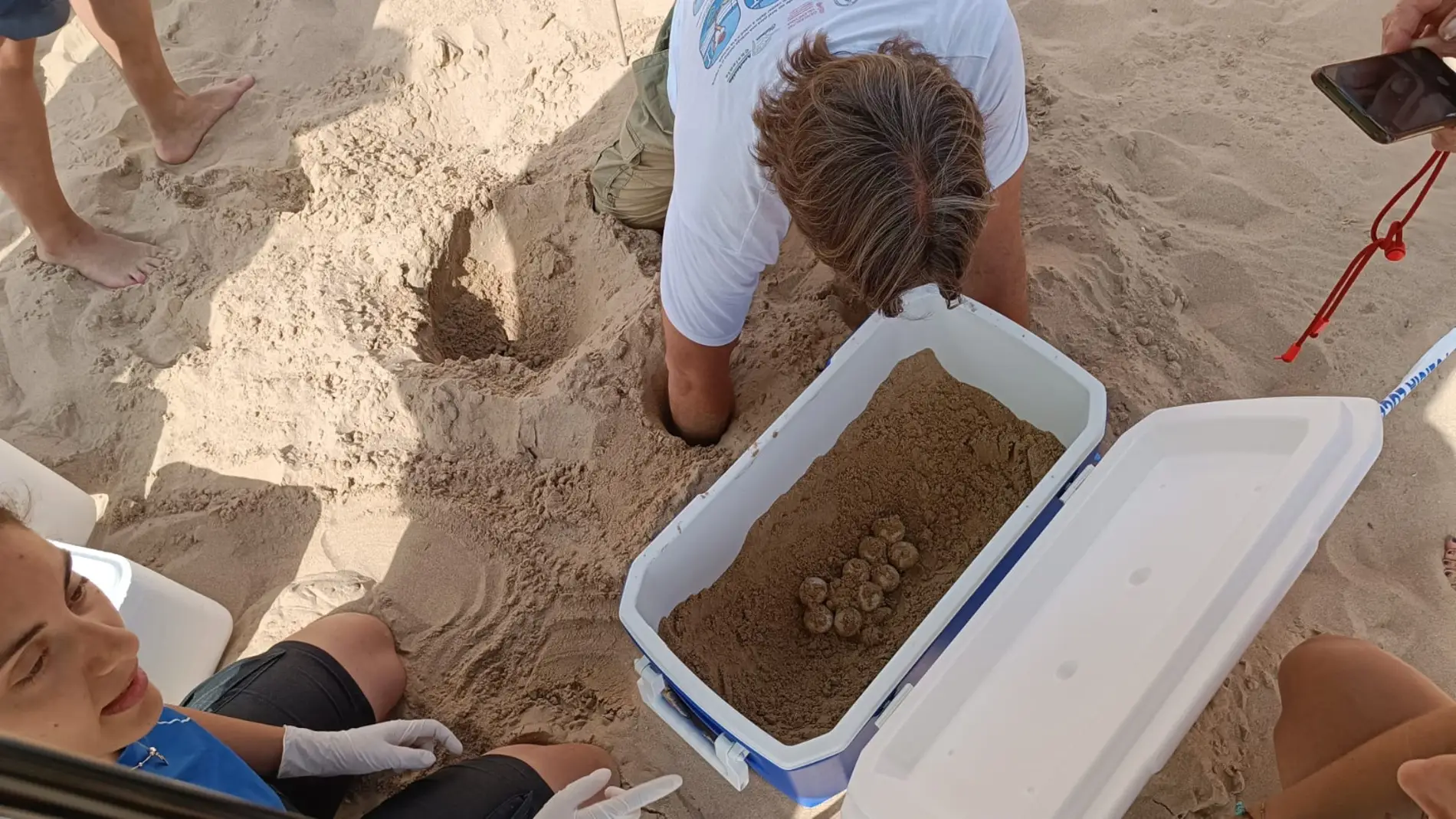 Nido con huevos de tortuga boba encontrado en la playa de Los Arenales del Sol de Elche. 
