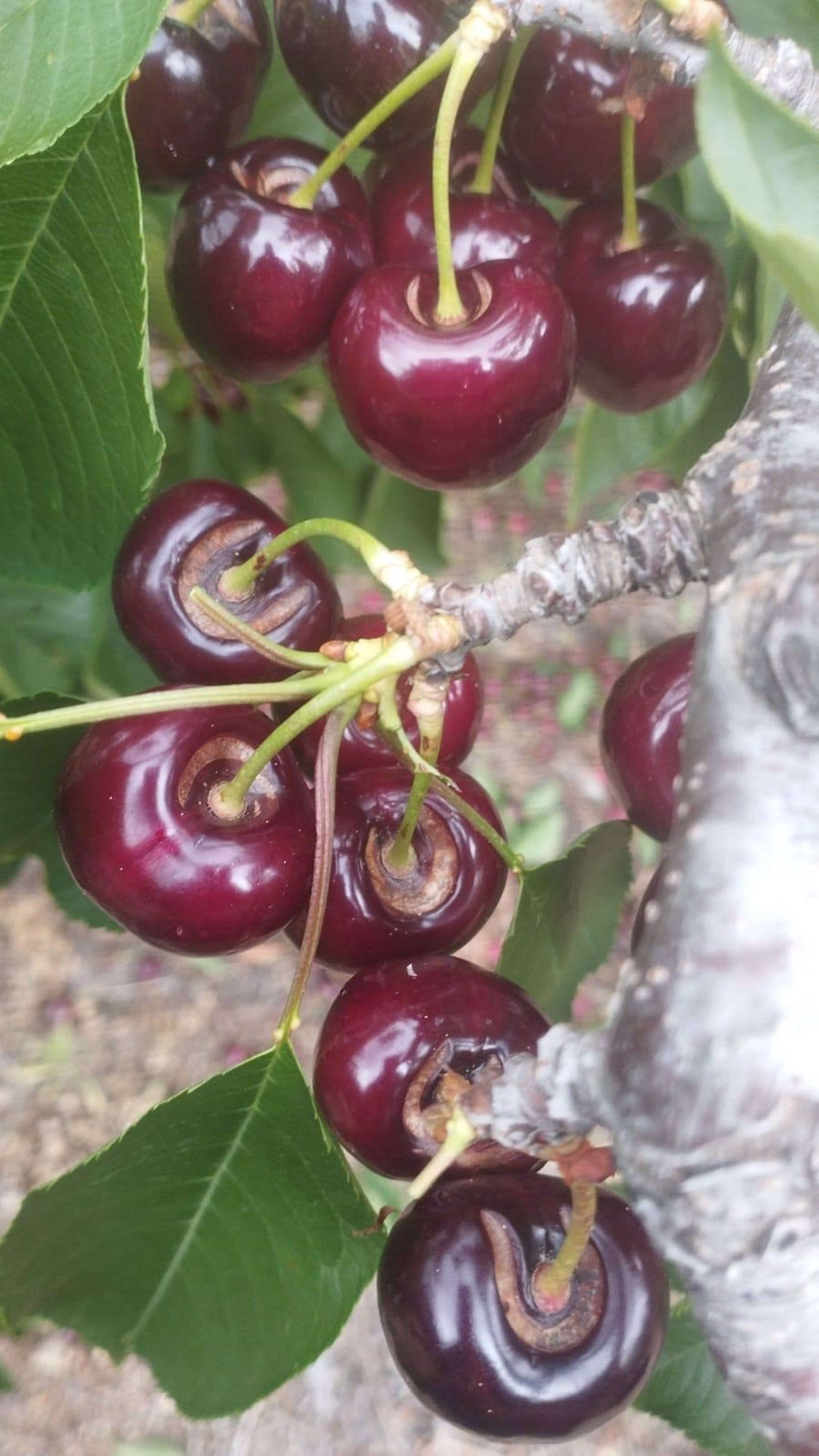 UPA-UCE denuncia que la campaña de la fruta "se tuerce por los daños en la cereza" tras las últimas lluvias UPA-UCE denuncia que la campaña de la fruta "se tuerce por los daños en la cereza" tras las últimas lluvias