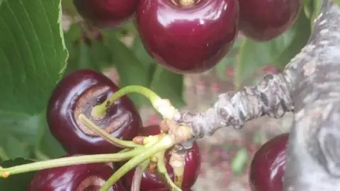 UPA-UCE denuncia que la campaña de la fruta "se tuerce por los daños en la cereza" tras las últimas lluvias UPA-UCE denuncia que la campaña de la fruta "se tuerce por los daños en la cereza" tras las últimas lluvias