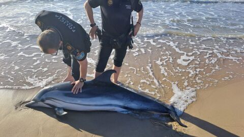 Localizan un delfín vivo varado en la orilla de la playa de La Marina de Elche.