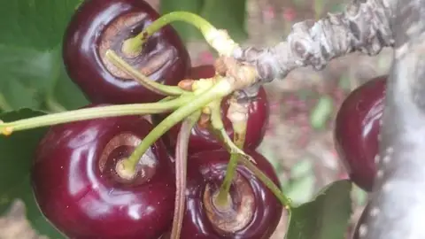 Las Organizaciones agrarias piden a la Junta una "evaluación exhaustiva" de los daños en la cereza Las Organizaciones agrarias piden a la Junta una "evaluación exhaustiva" de los daños en la cereza