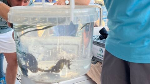 La Fundación Palma Aquarium libera a seis caballitos de mar en la isla de Sa Dragonera.