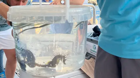 La Fundación Palma Aquarium libera a seis caballitos de mar en la isla de Sa Dragonera. La Fundación Palma Aquarium libera a seis caballitos de mar en la isla de Sa Dragonera.