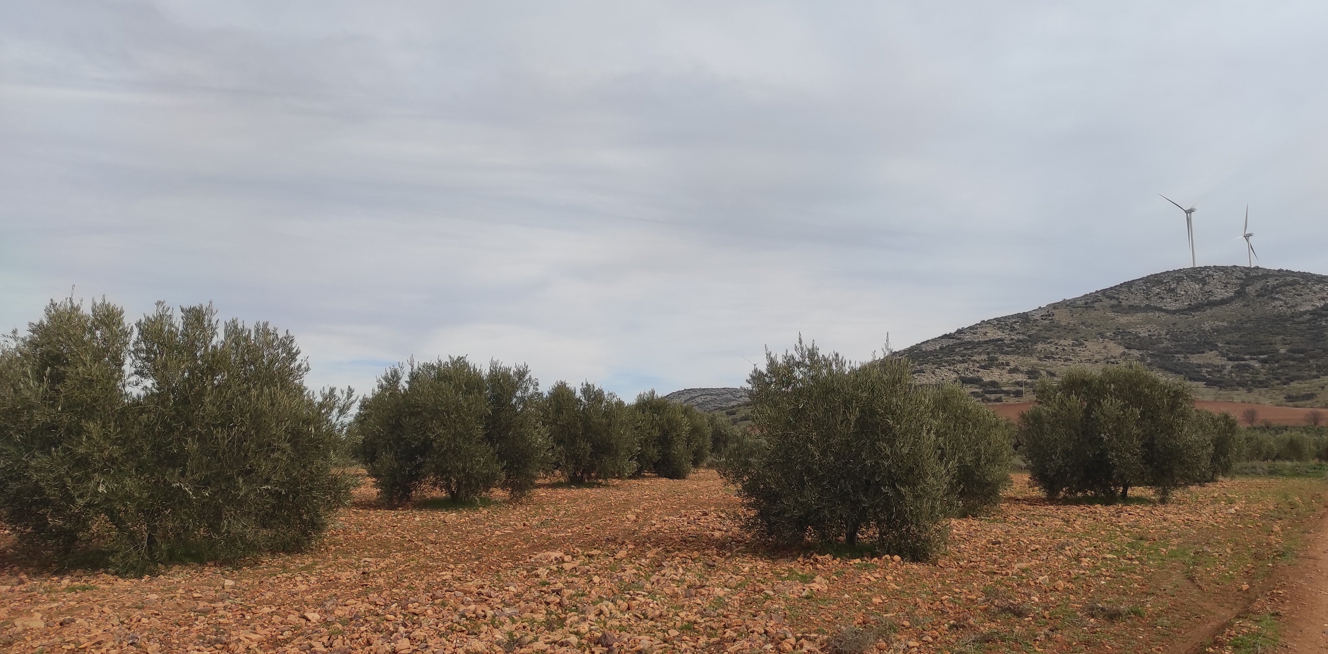 Cooperativas Agroalimentarias prevé una campaña de la aceituna más corta con 20.000 toneladas menos en Castilla - La Mancha Cooperativas Agroalimentarias prevé una campaña de la aceituna más corta con 20.000 toneladas menos en Castilla - La Mancha