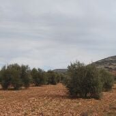 Olivar en el término municipal de Valdepeñas