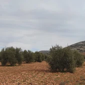 Olivar en el término municipal de Valdepeñas Olivar en el término municipal de Valdepeñas