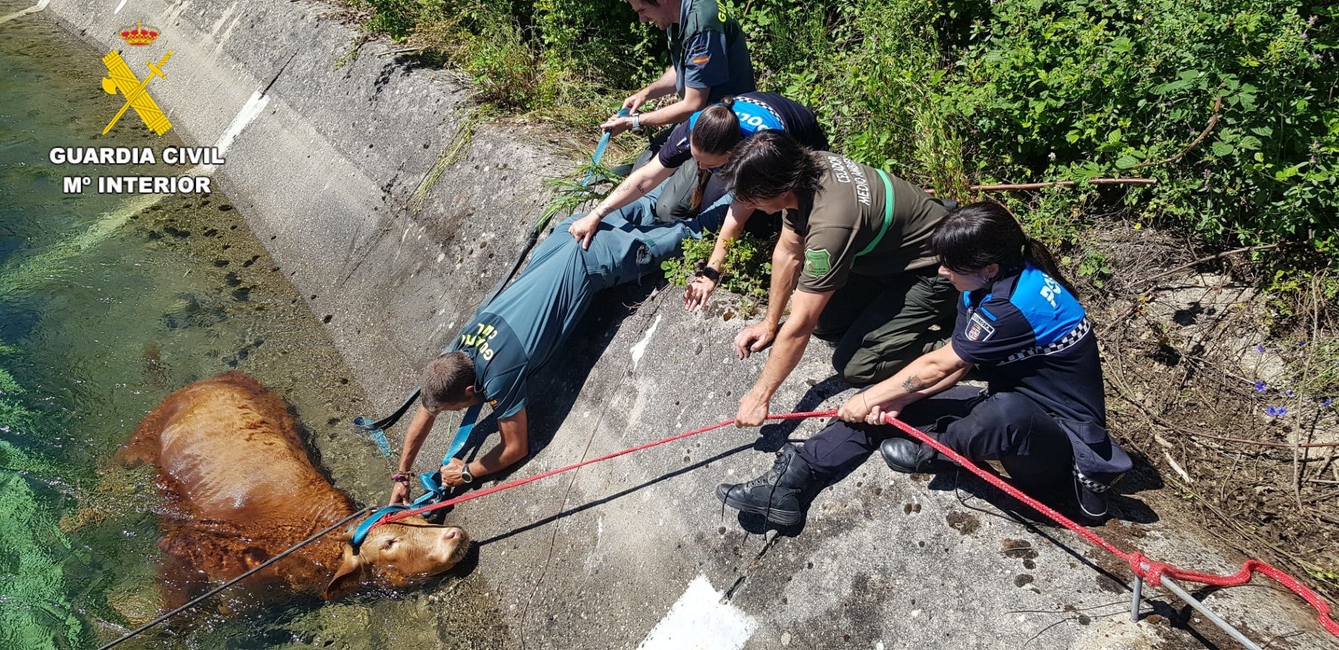 Rescatada en Guardo una vaca que cayó accidentalmente al canal Rescatada en Guardo una vaca que cayó accidentalmente al canal