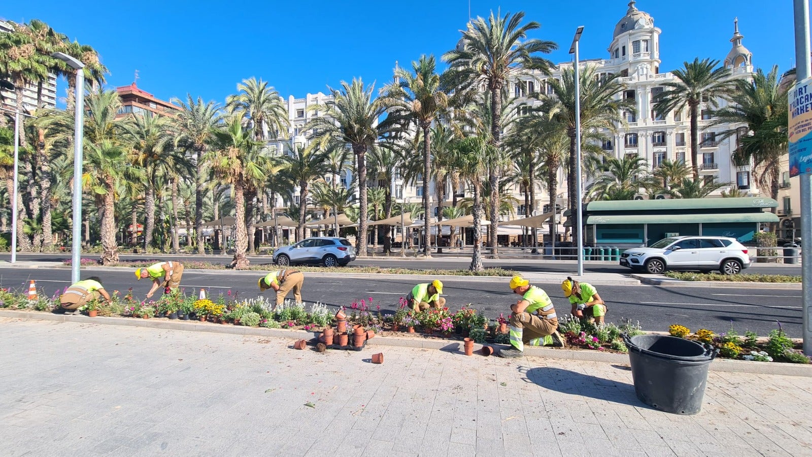 Alicante repone dos mil plantas en las zonas más turísticas Alicante repone dos mil plantas en las zonas más turísticas