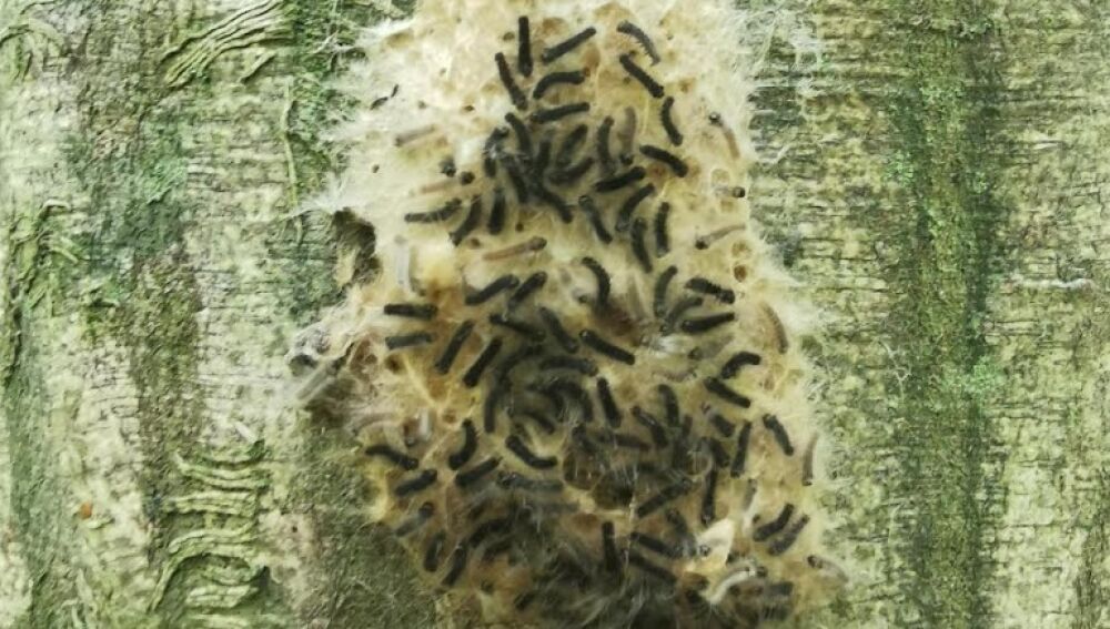 Orugas lagarta peluda