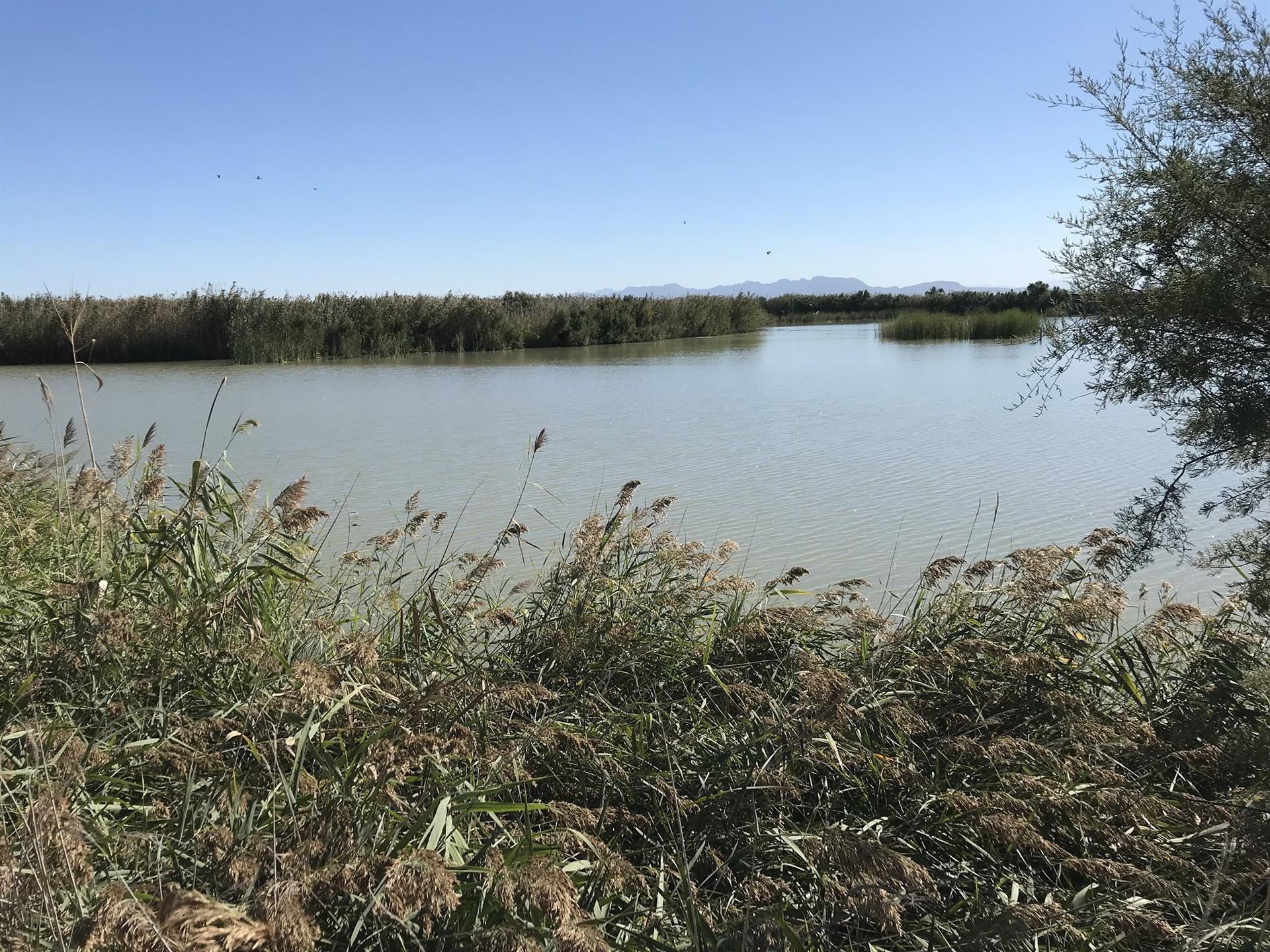 L'Albufera de València se recupera de la DANA pero requiere de un "plan de futuro" L'Albufera de València se recupera de la DANA pero requiere de un "plan de futuro"
